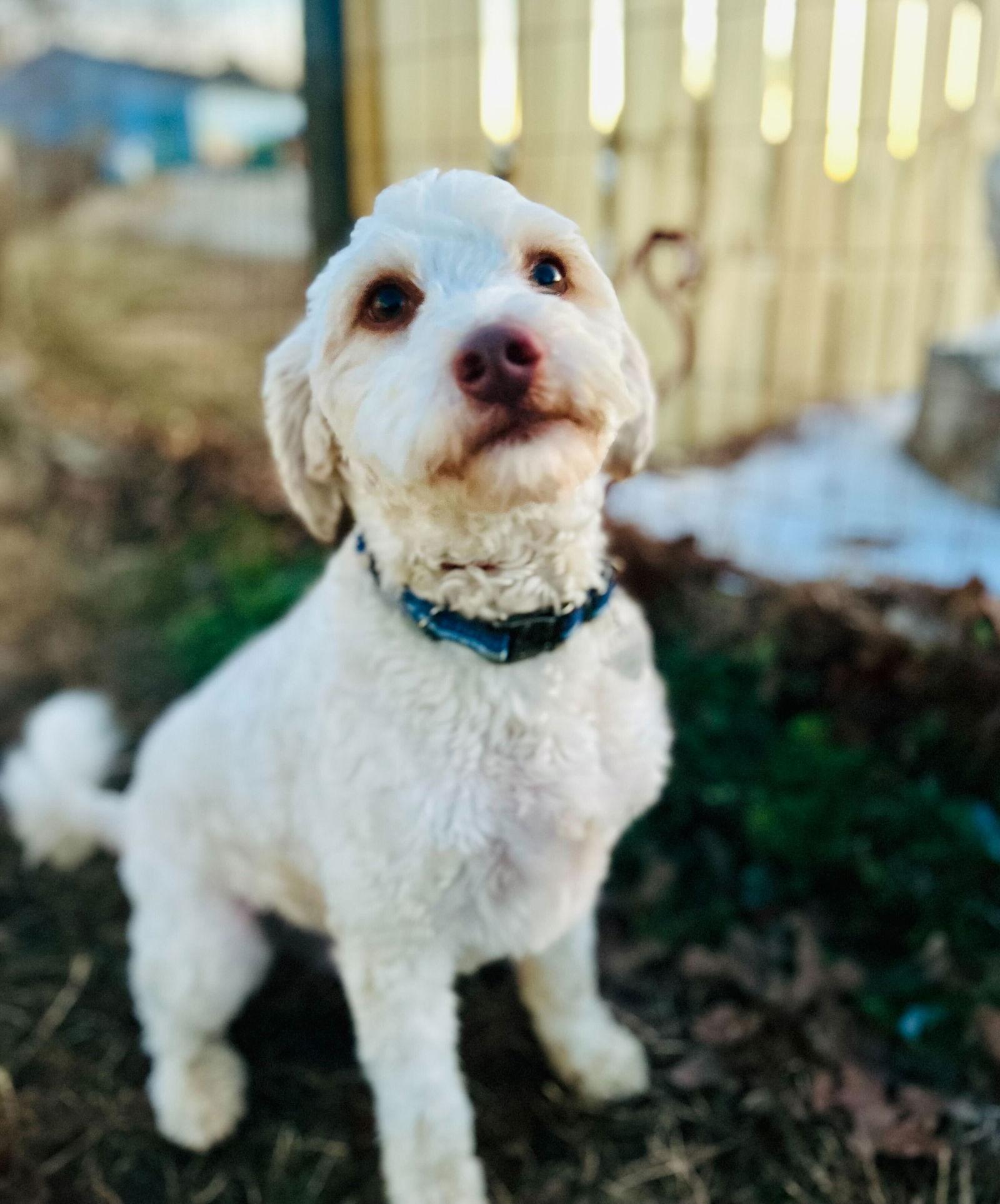 Dewey Oct thumbnail 3