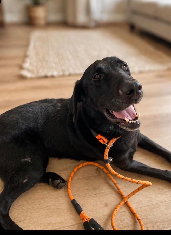 Tammy, Adopted, Young Female Labrador Retriever.