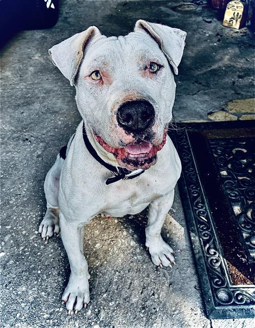 BLUE, Adoptable, Young Male American Staffordshire Terrier.