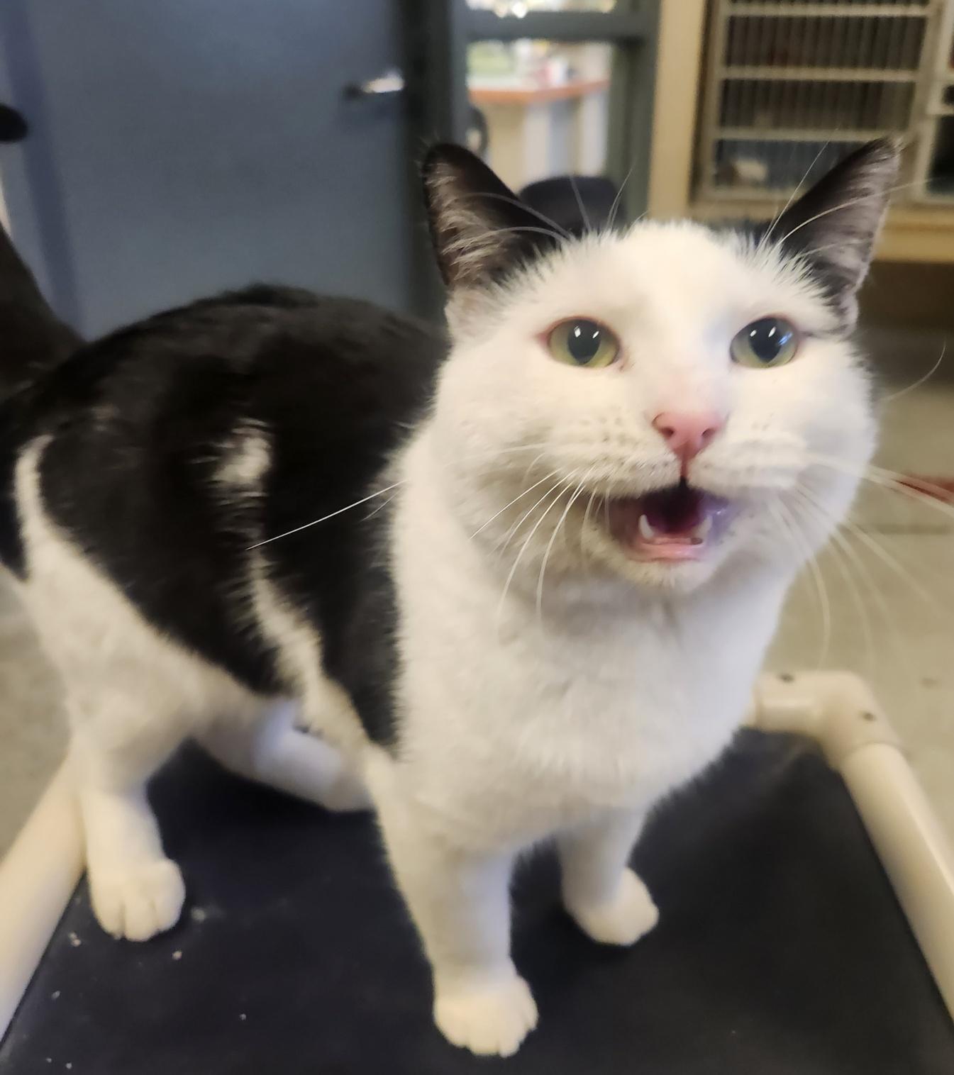 Eightball, a Adoptable Domestic Short Hair in Mason City, IA image 1/2