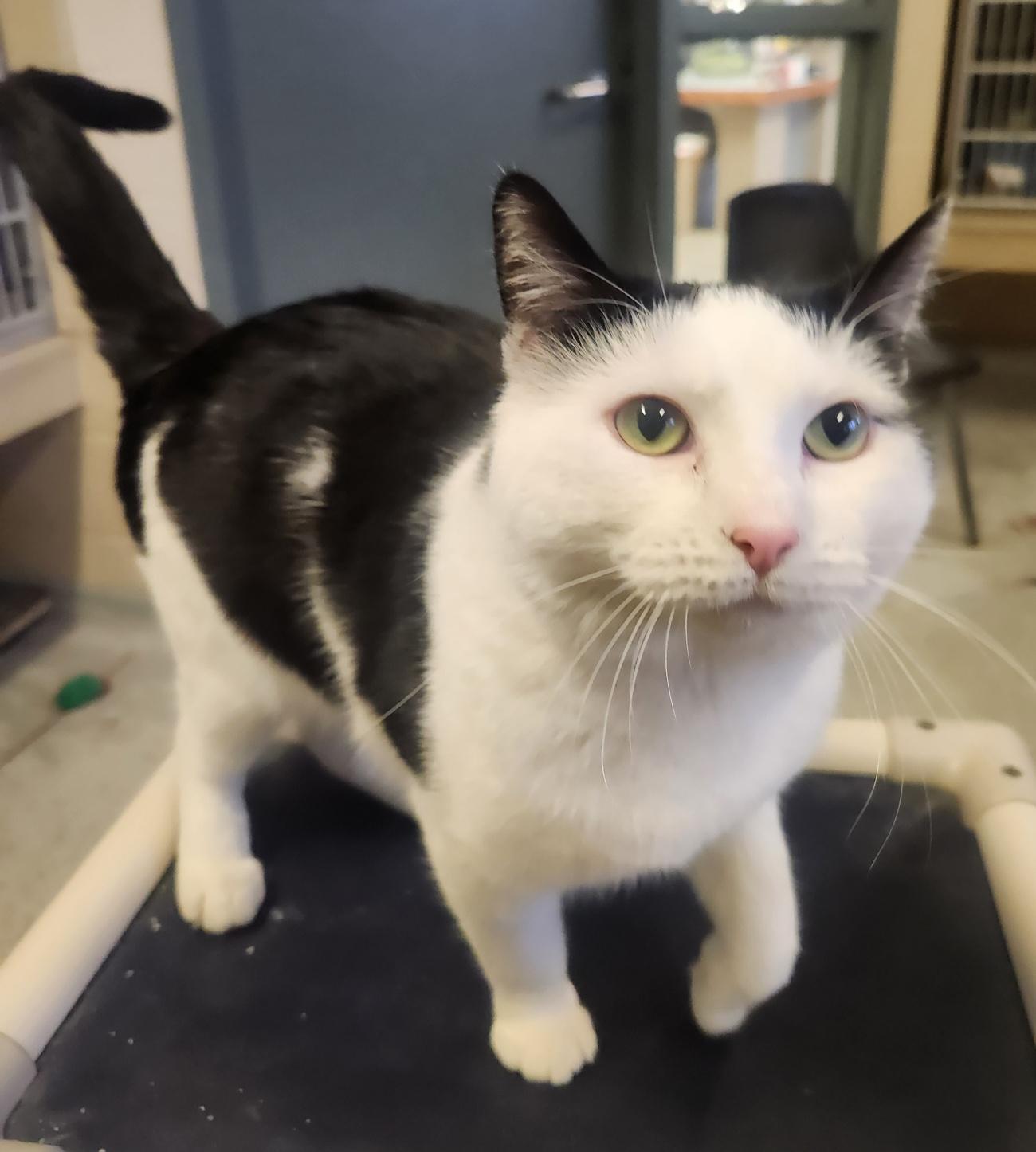 Eightball, a Adoptable Domestic Short Hair in Mason City, IA image 2/2