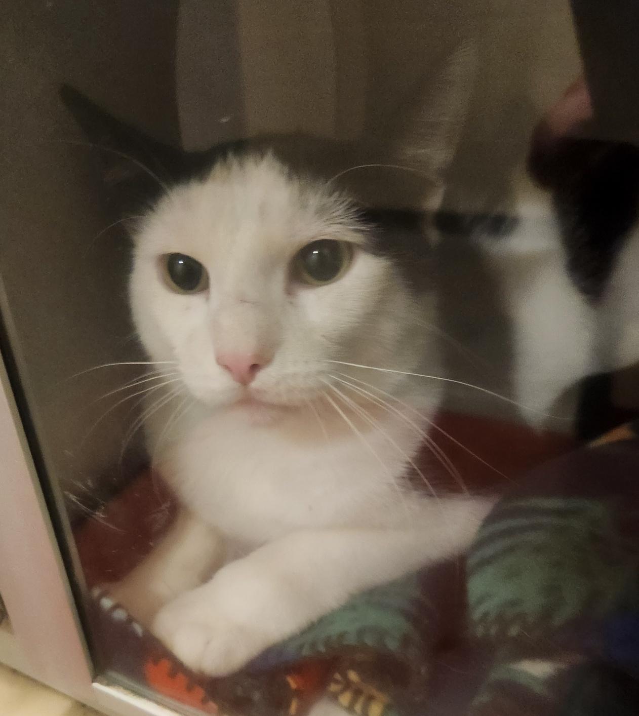 Eightball, Adult Male Domestic Short Hair