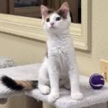 Pixel, a ADOPTABLE Domestic Medium Hair in Annapolis, MD image 6/6