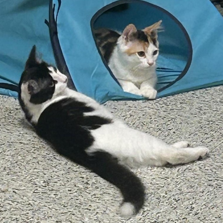 Pixel, a ADOPTABLE Domestic Medium Hair in Annapolis, MD image 3/6