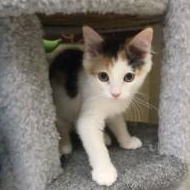 Pixel, a ADOPTABLE Domestic Medium Hair in Annapolis, MD image 1/6