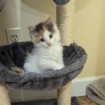 Pixel, a ADOPTABLE Domestic Medium Hair in Annapolis, MD image 2/4