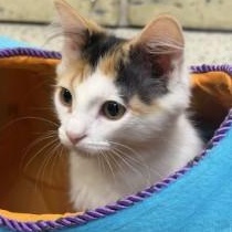 Pixel, a ADOPTABLE Domestic Medium Hair in Annapolis, MD image 2/6