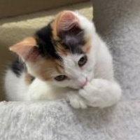 Pixel, a ADOPTABLE Domestic Medium Hair in Annapolis, MD image 4/6