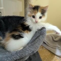 Pixel, ADOPTABLE, Kitten Female Domestic Medium Hair.