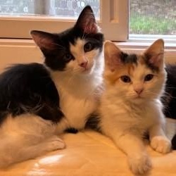 Pixel, a ADOPTABLE Domestic Medium Hair in Annapolis, MD image 5/6