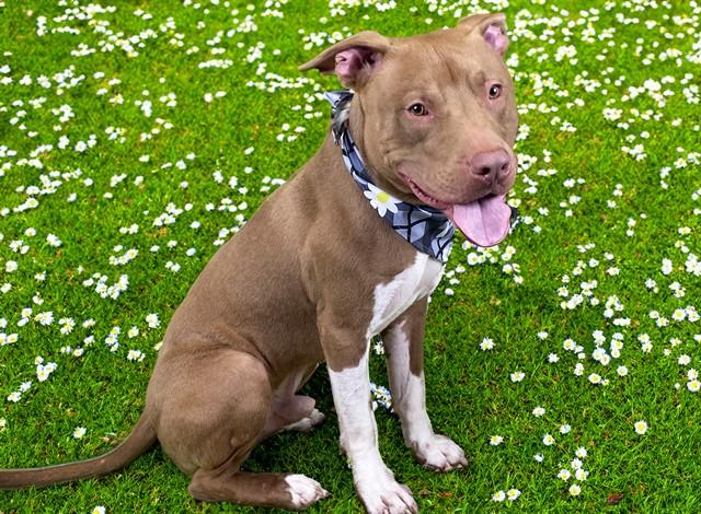 Enlarge MYKO, a Adoptable Staffordshire Bull Terrier in Fort Lauderdale, FL image 1/1