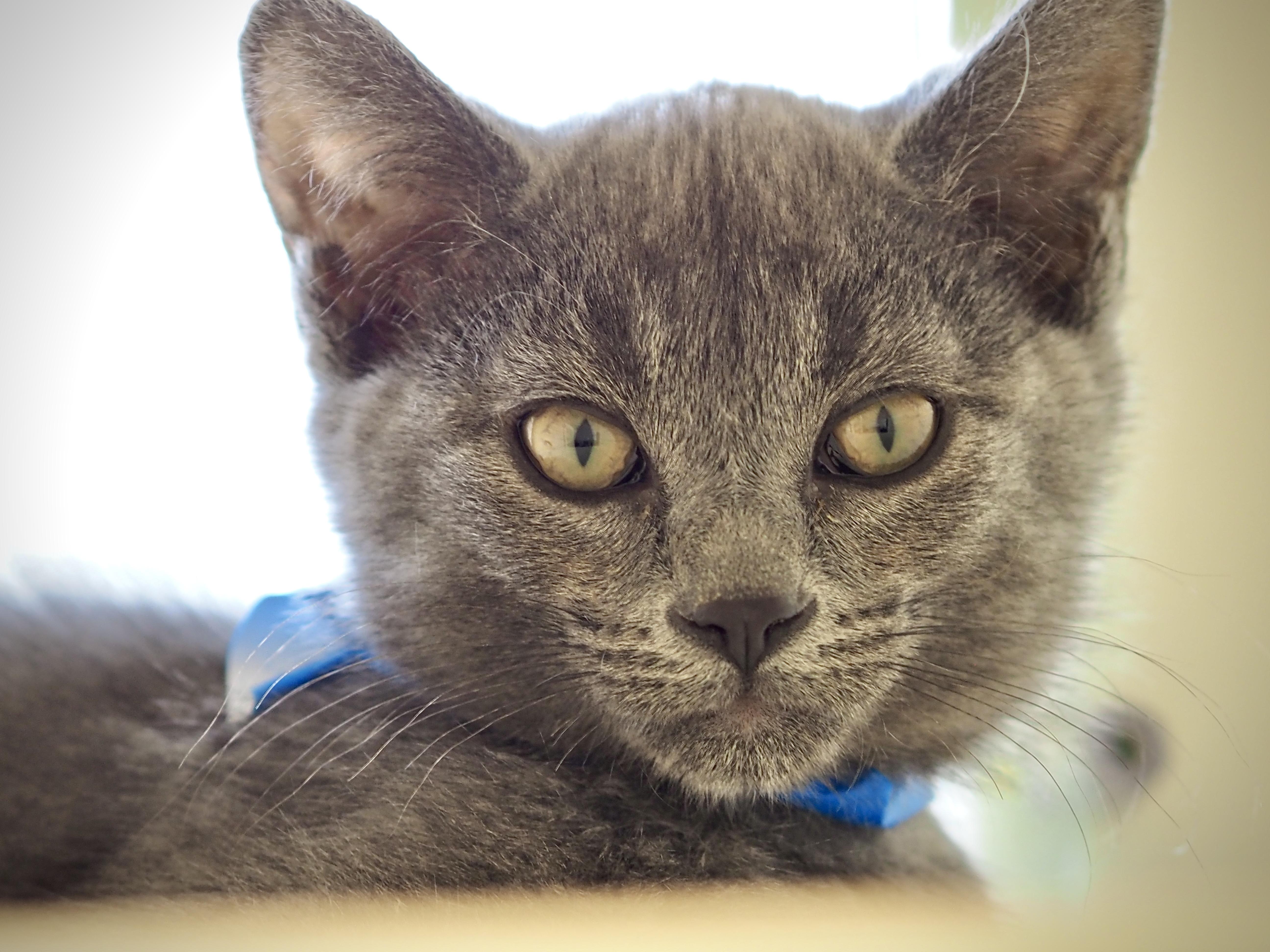 Enlarge Eli, a Adoptable mixed breed in Buena Vista, CO image 2/3
