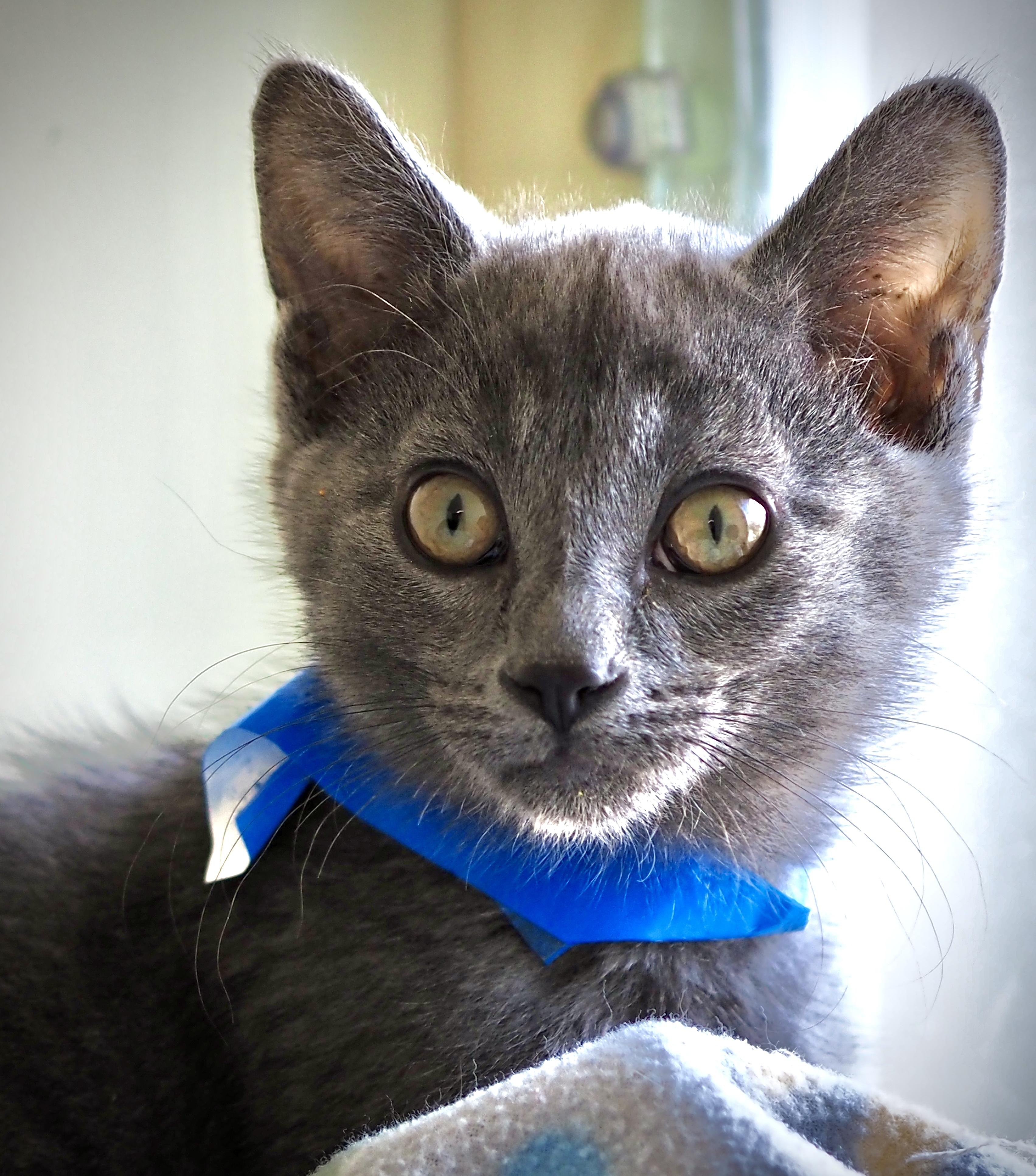 Enlarge Eli, a Adoptable mixed breed in Buena Vista, CO image 3/3