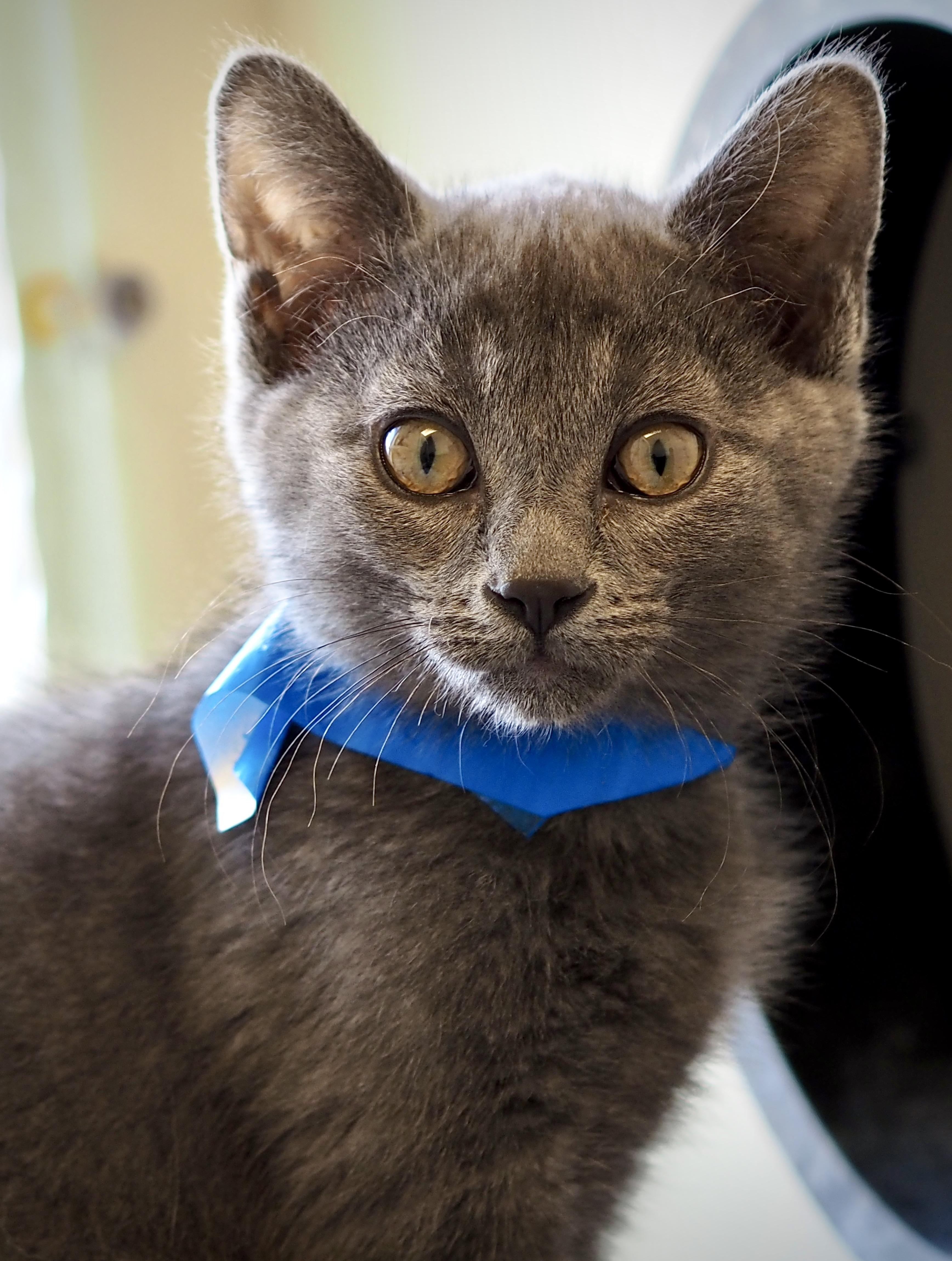 Enlarge Eli, a Adoptable mixed breed in Buena Vista, CO image 1/3