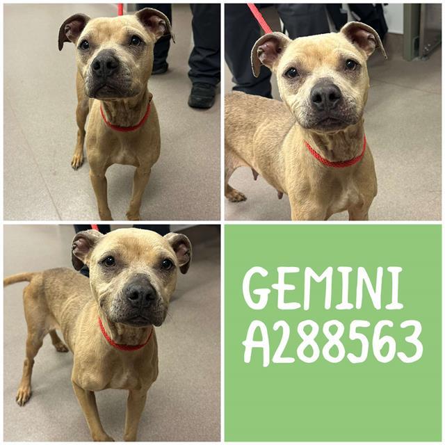 GEMINI, Adoptable, Adult Female Mixed Breed.
