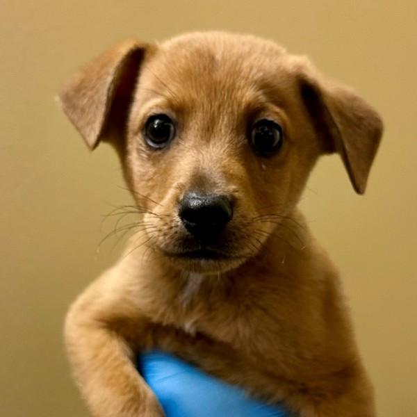 Enlarge Pintail, a Adoptable mixed breed in Walnut Creek, CA image 1/1