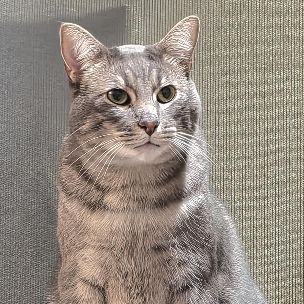 Germane, Adoptable, Adult Male Domestic Short Hair.