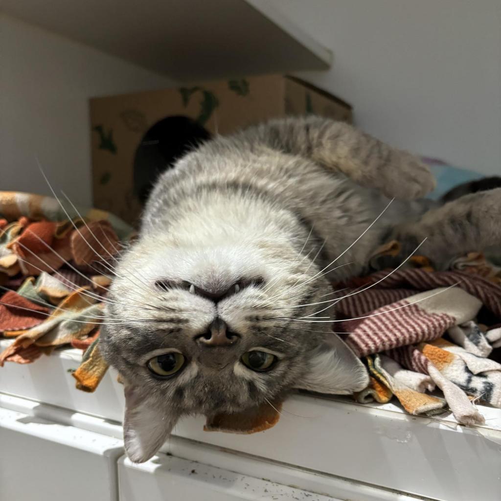 Enlarge Germane, a Adoptable Domestic Short Hair in Incline Village, NV image 2/6