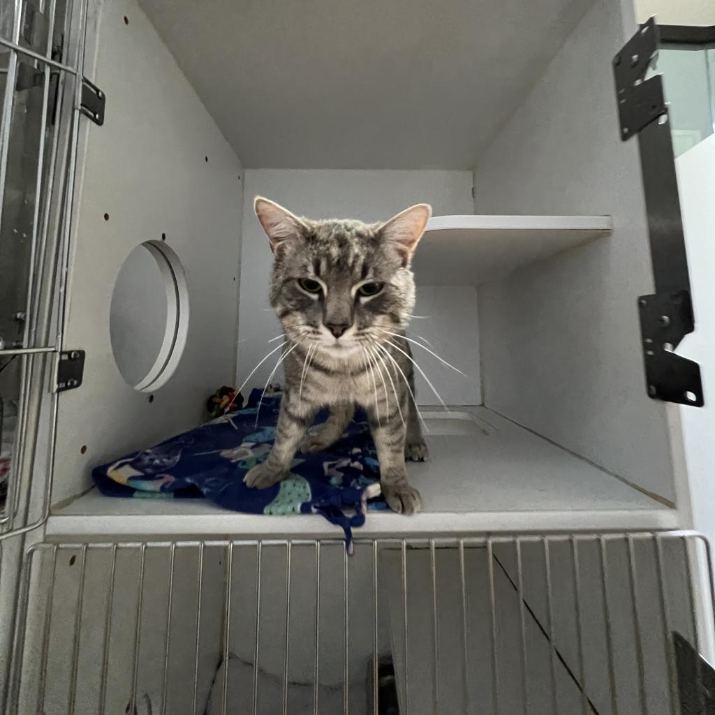 Enlarge Germane, a Adoptable Domestic Short Hair in Incline Village, NV image 3/6