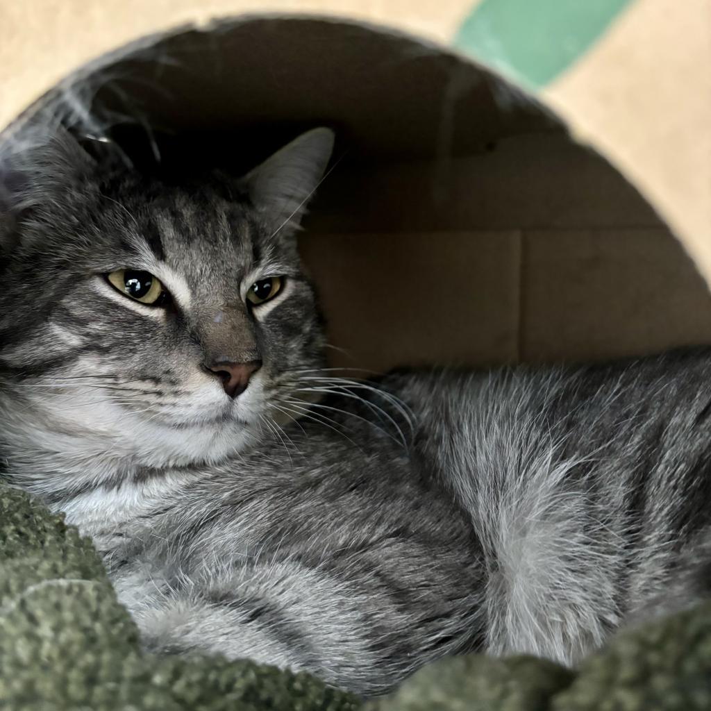Enlarge Germane, a Adoptable Domestic Short Hair in Incline Village, NV image 4/6