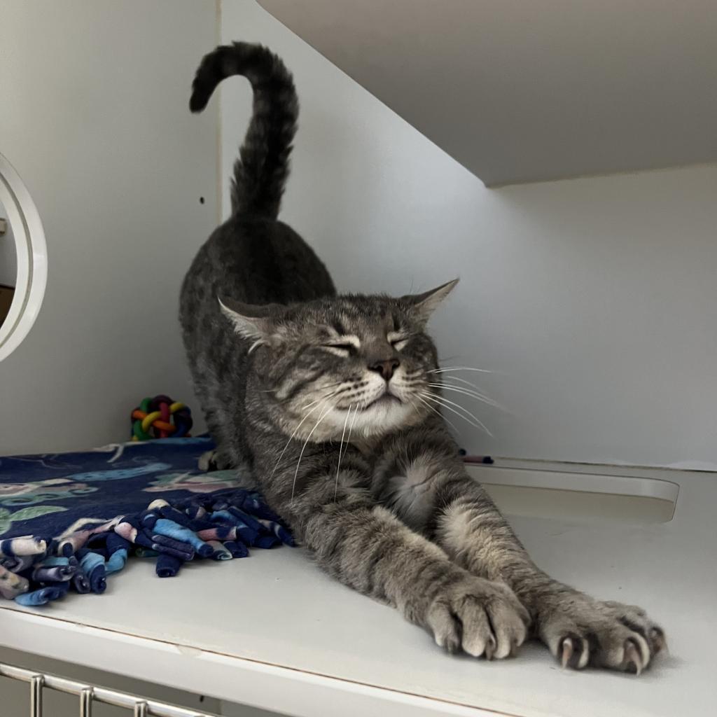 Enlarge Germane, a Adoptable Domestic Short Hair in Incline Village, NV image 5/6