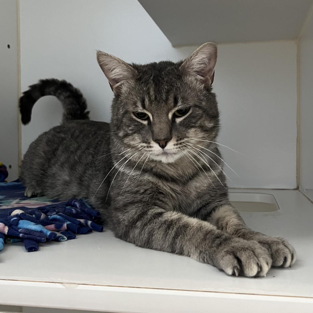 Enlarge Germane, a Adoptable Domestic Short Hair in Incline Village, NV image 6/6