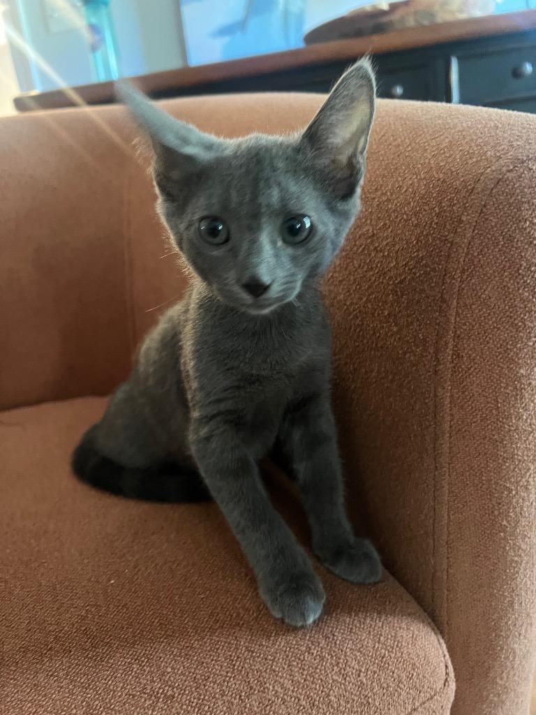 Huey, Adoptable, Kitten Male Domestic Short Hair.