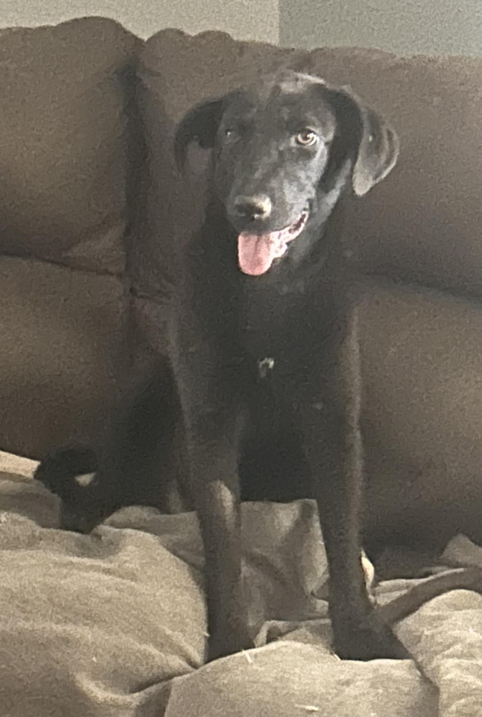 Enlarge Wynter, an adoption pending mixed breed in Warrington, PA image 2/6