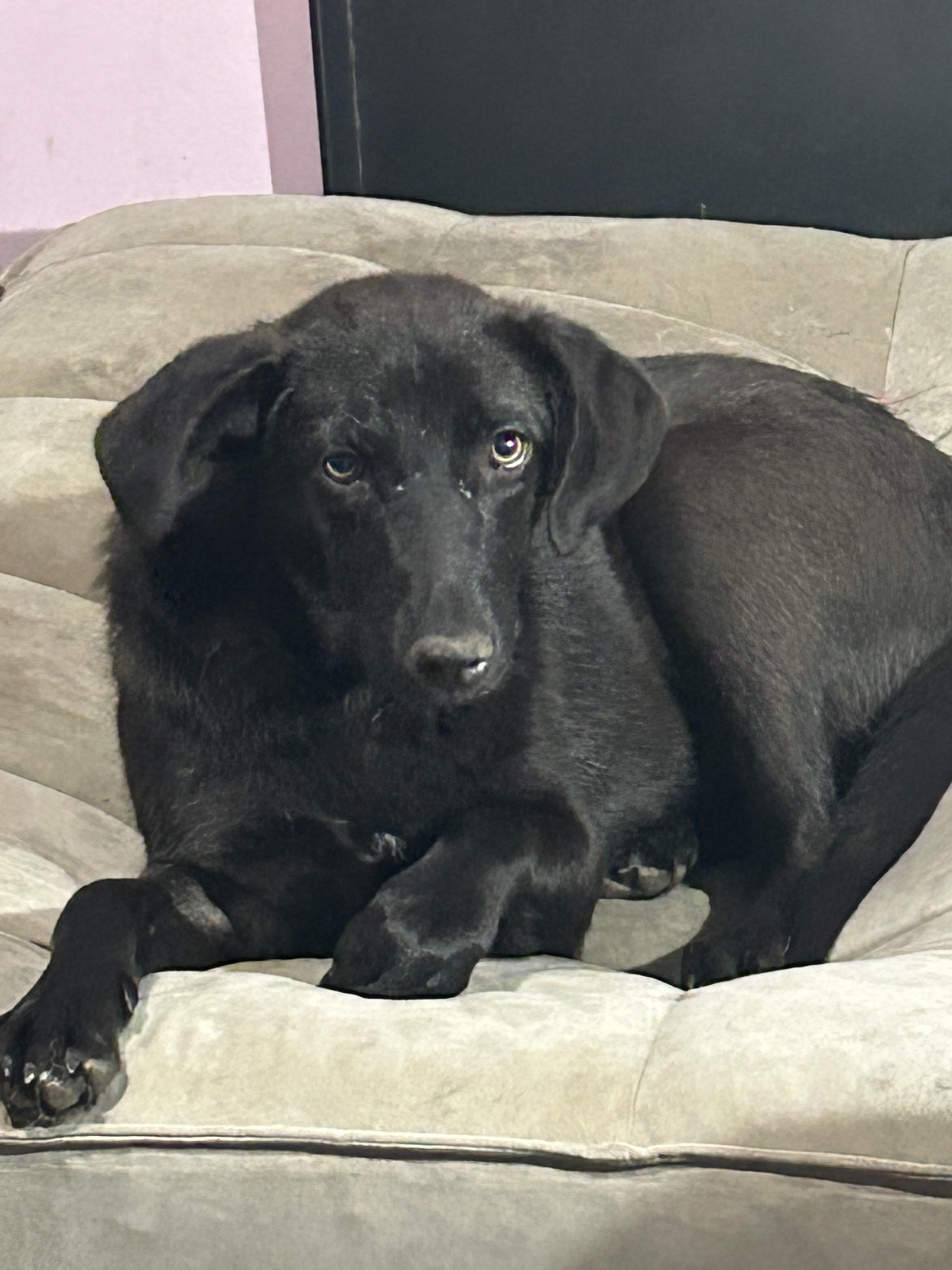 Enlarge Wynter, an adoption pending mixed breed in Warrington, PA image 1/6