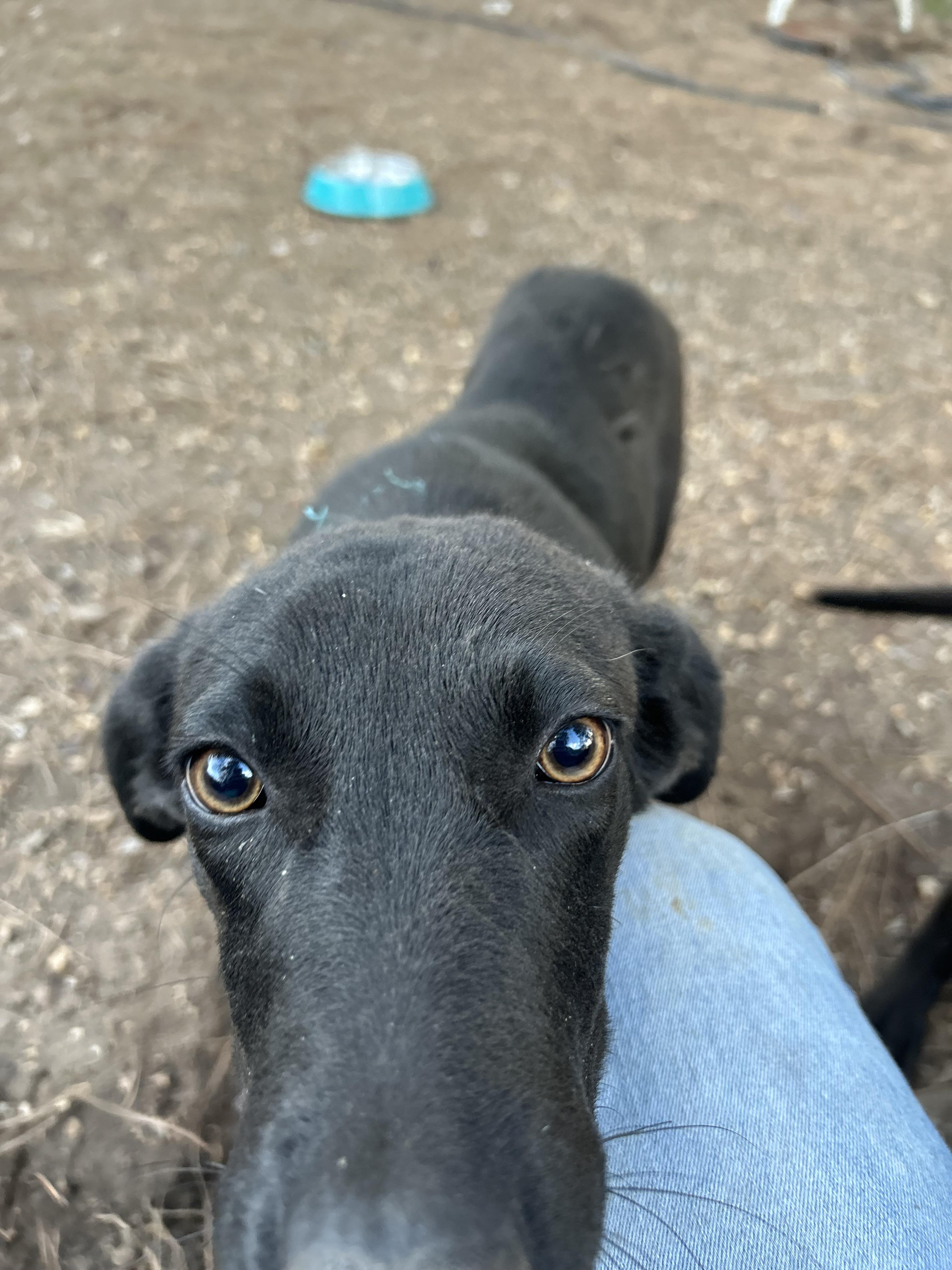 Wynter, a ADOPTABLE mixed breed in Warrington, PA image 2/5