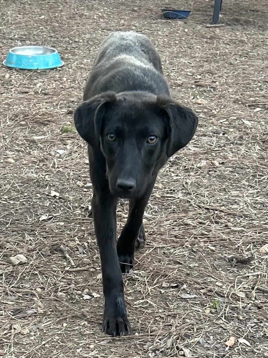 Wynter, a ADOPTABLE mixed breed in Warrington, PA image 3/5