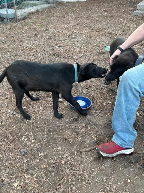 Wynter, a ADOPTABLE mixed breed in Warrington, PA image 4/5