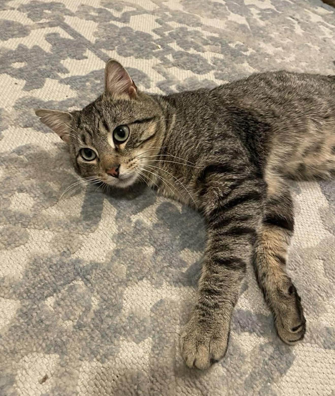 Enlarge Junior, a Adoptable Domestic Short Hair in Brooklyn , NY image 3/5