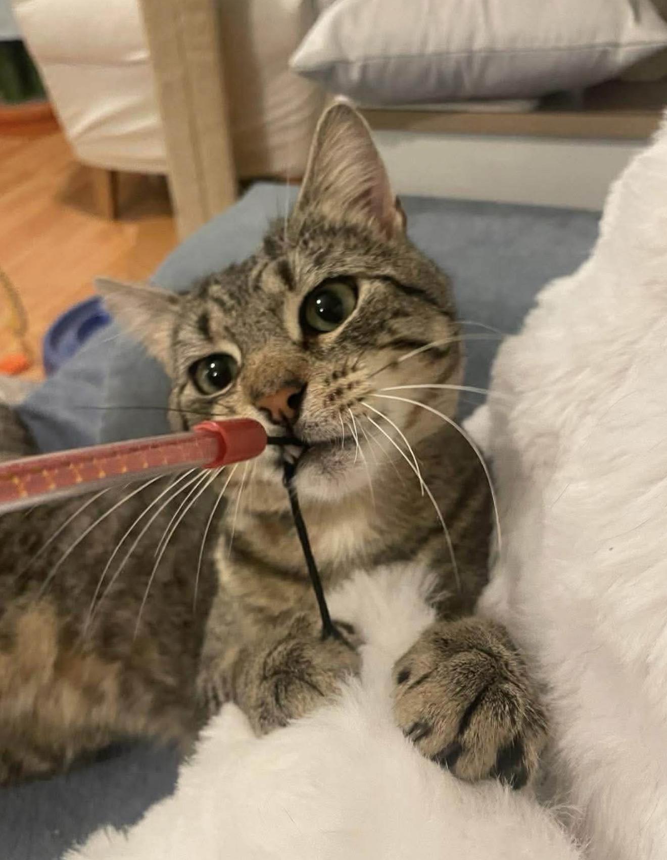 Enlarge Junior, a Adoptable Domestic Short Hair in Brooklyn , NY image 4/5