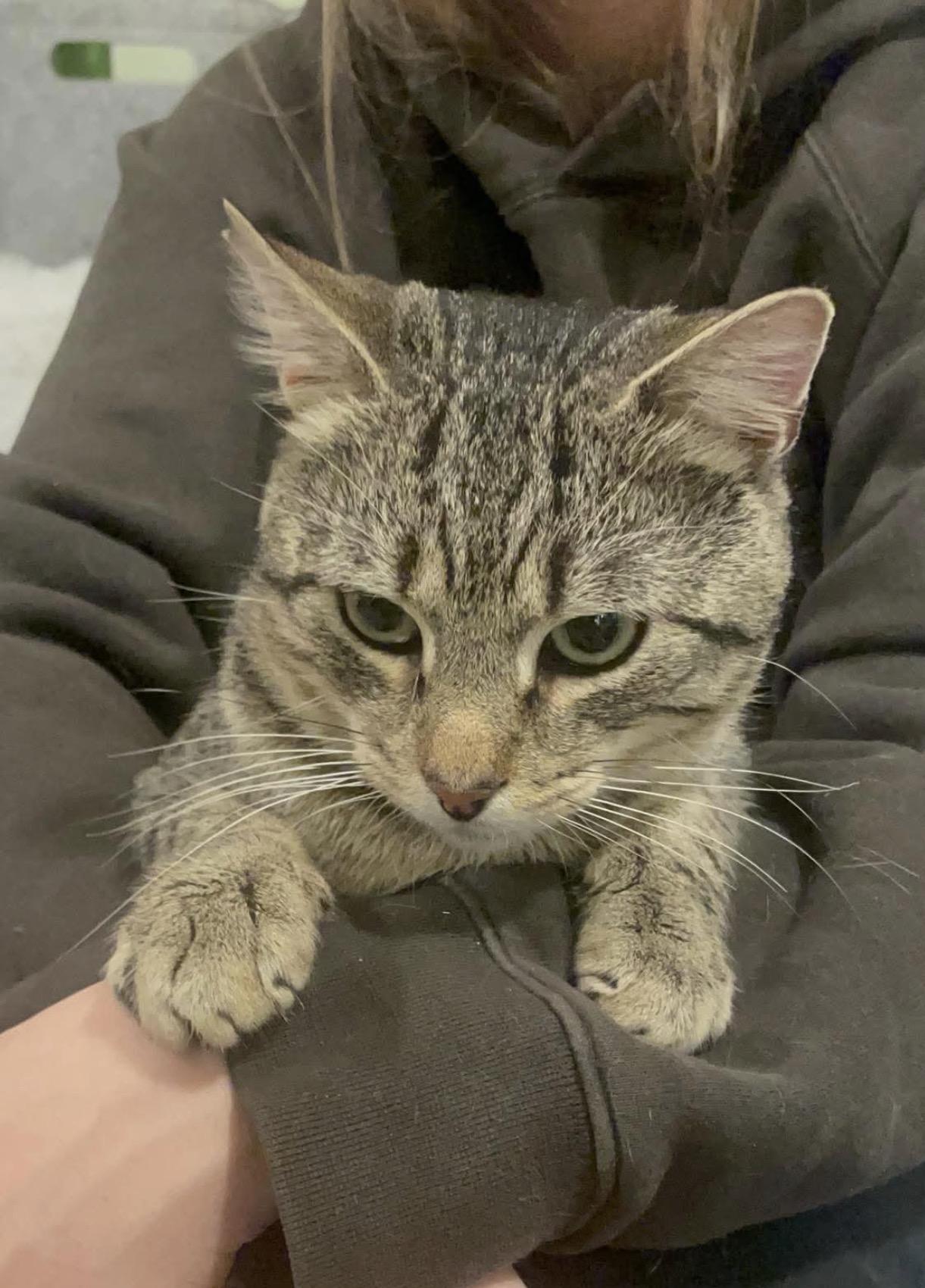 Enlarge Junior, a Adoptable Domestic Short Hair in Brooklyn , NY image 5/5