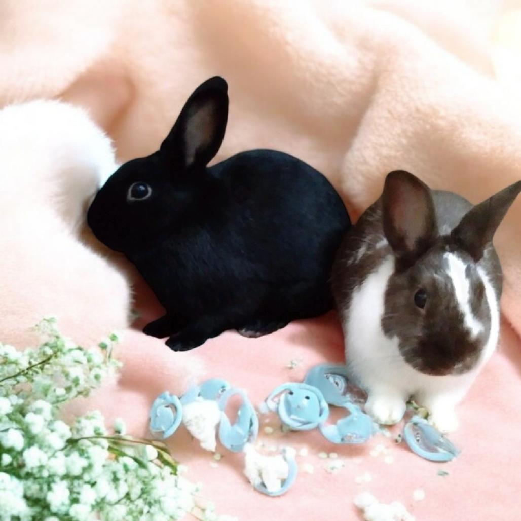 Enlarge Pismo (bonded to Ganache), a Adoptable Havana in Murrieta, CA image 1/2