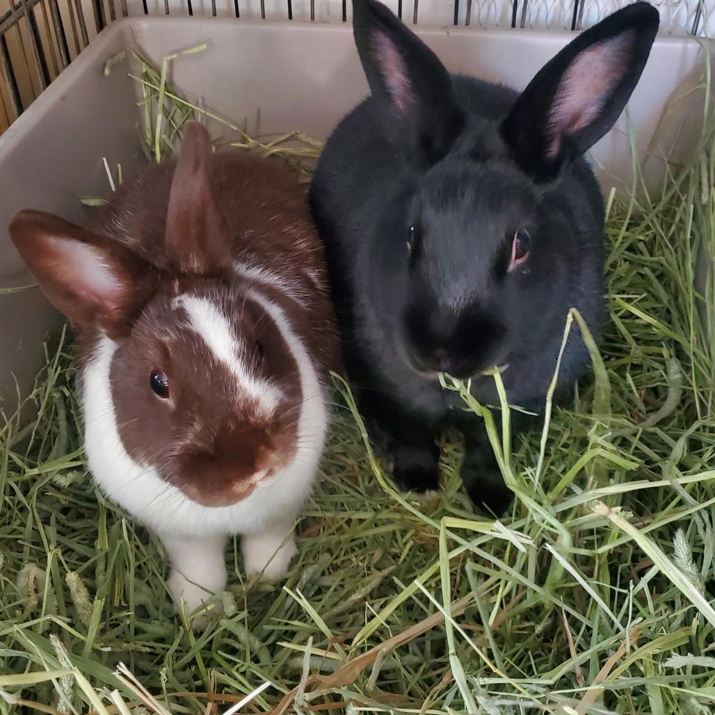 Enlarge Pismo (bonded to Ganache), a Adoptable Havana in Murrieta, CA image 2/3