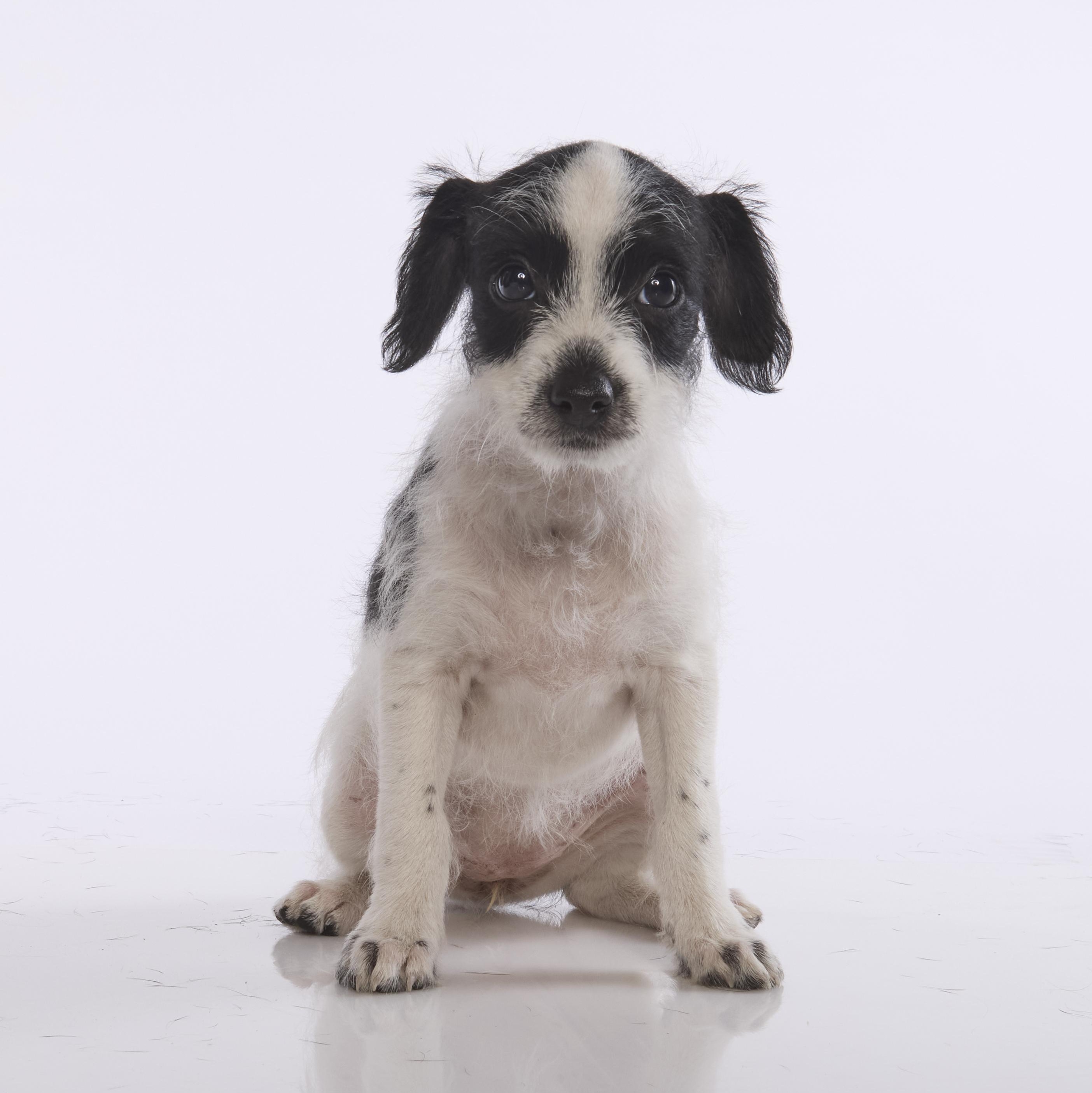 Enlarge Jessie, a Adoptable mixed breed in Torrance, CA image 3/6