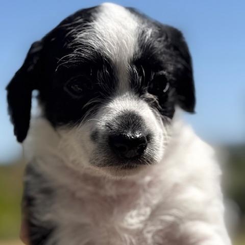 Enlarge Jessie, a Adoptable mixed breed in Torrance, CA image 4/6