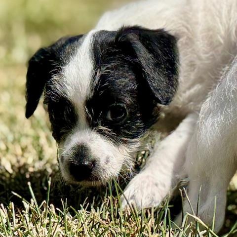 Enlarge Jessie, a Adoptable mixed breed in Torrance, CA image 6/6