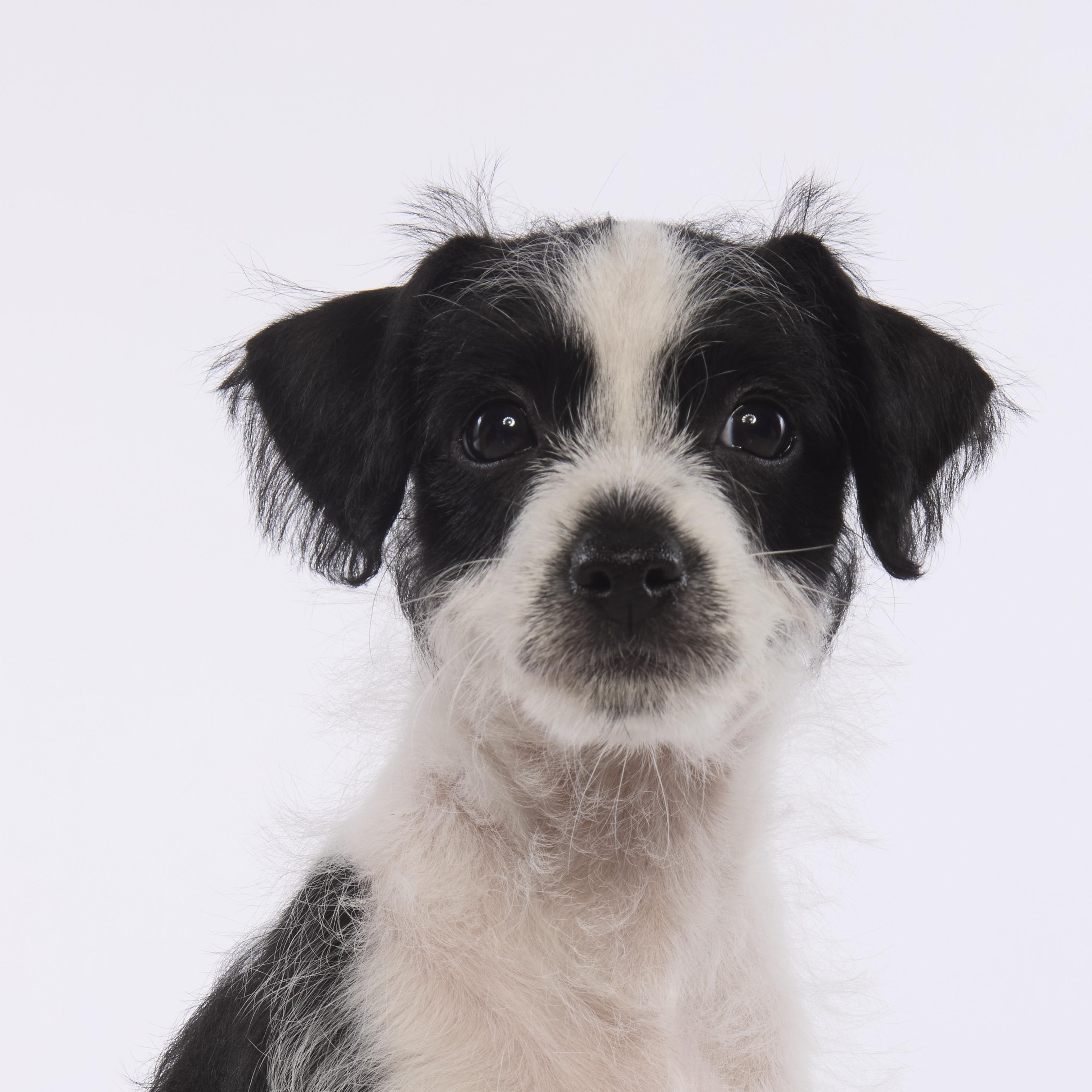 Jessie, Adoptable, Puppy Female Chihuahua & Terrier.