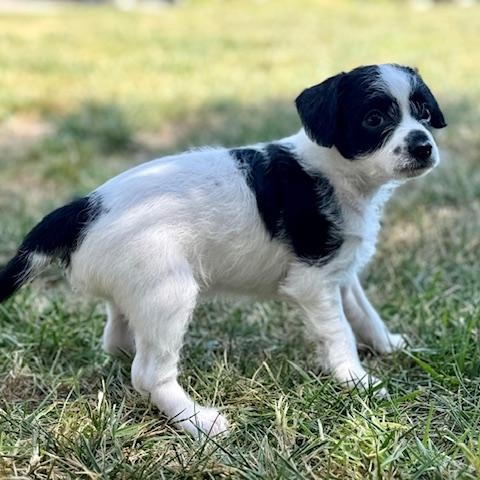 Enlarge Jessie, a Adoptable mixed breed in Torrance, CA image 5/6