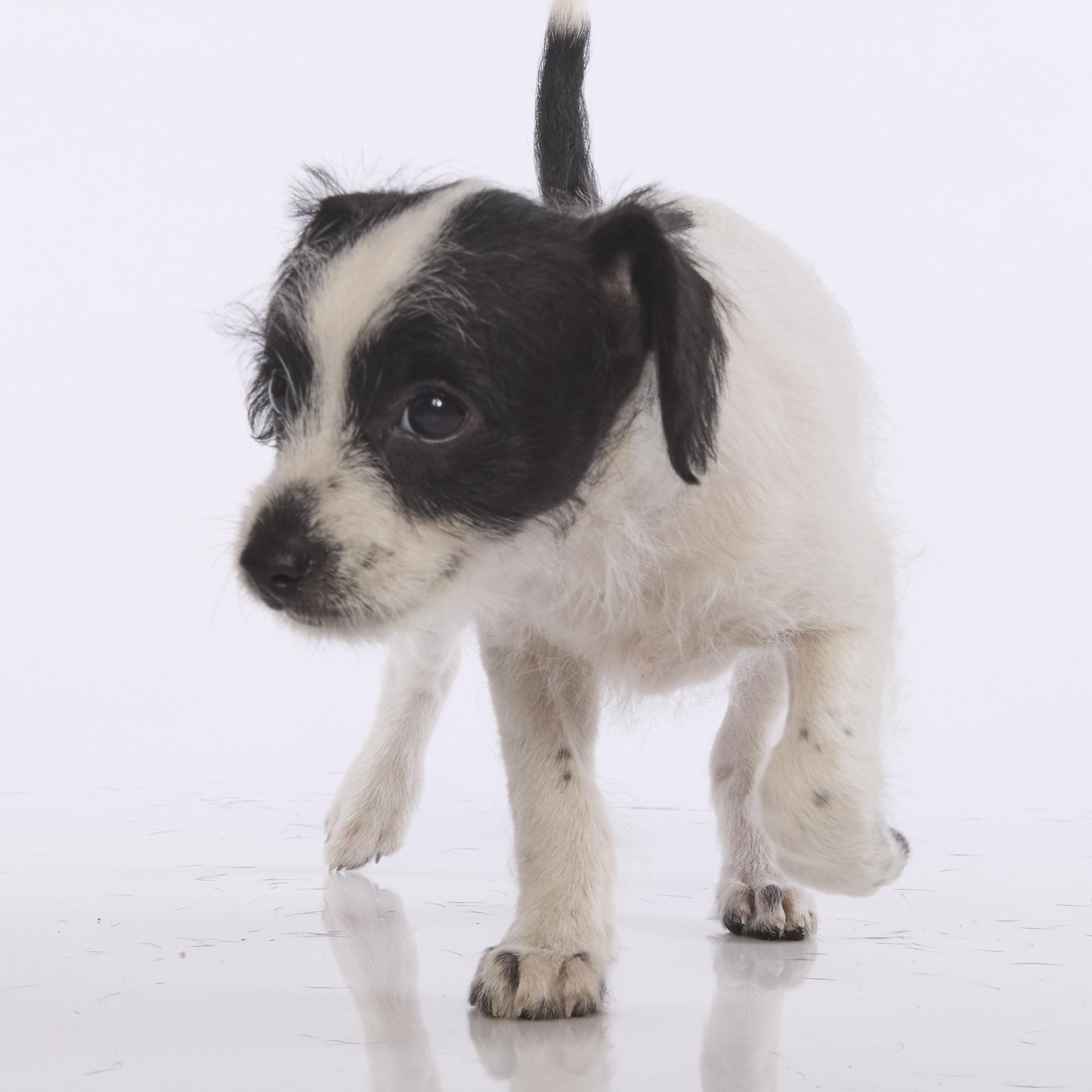 Enlarge Jessie, a Adoptable mixed breed in Torrance, CA image 2/6