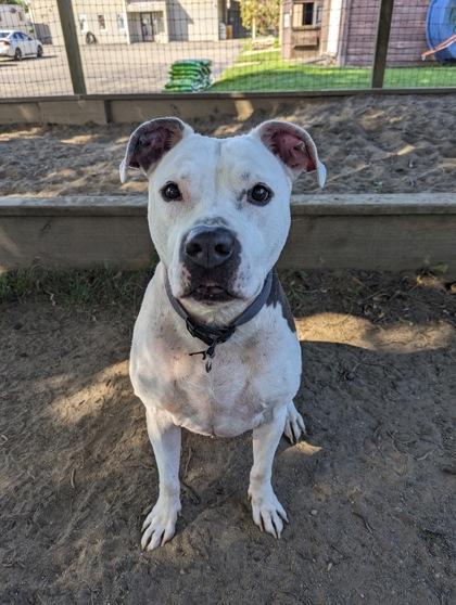 Enlarge Gus, a Adoptable Mixed Breed in Ashtabula, OH image 1/3