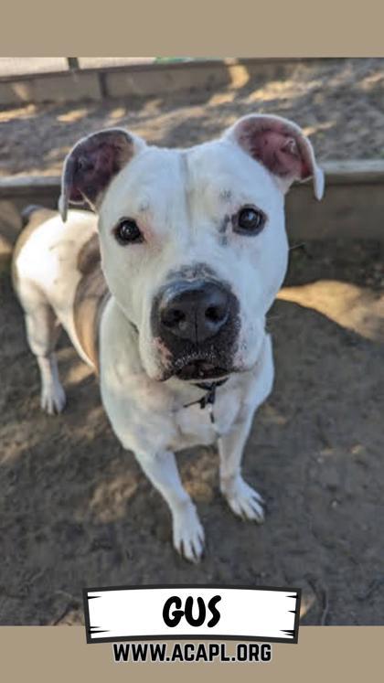 Gus, a Adoptable Mixed Breed in Ashtabula, OH image 1/3