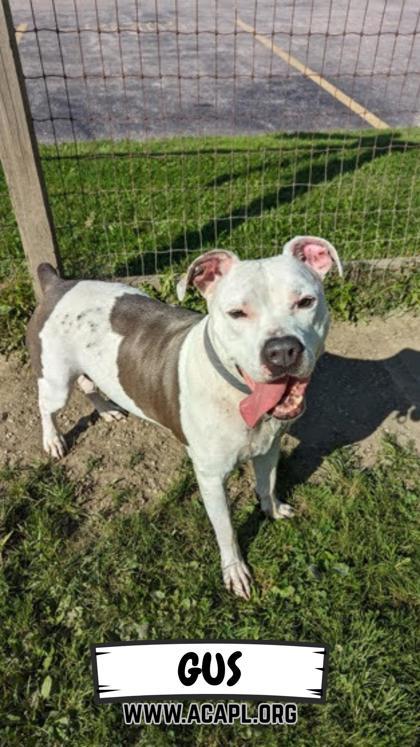Gus, a Adoptable Mixed Breed in Ashtabula, OH image 2/3