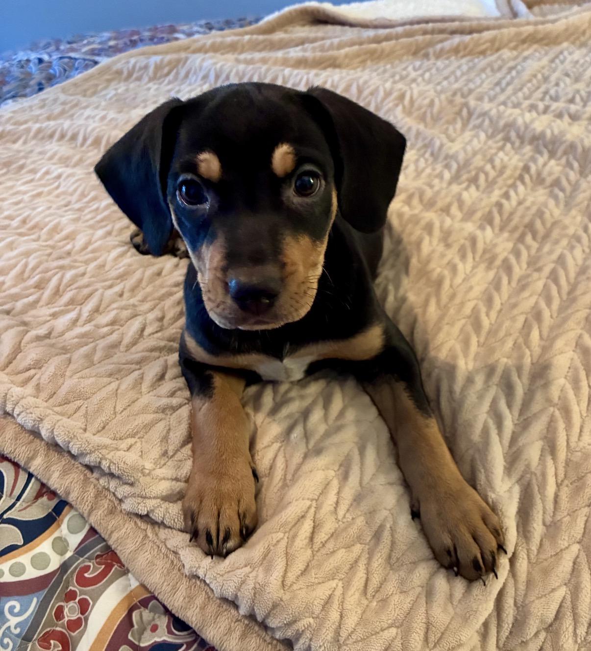 Roxy, Adopted, Puppy Female Rottweiler & Doberman Pinscher.