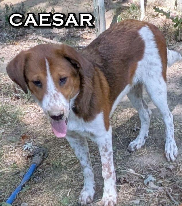 CAESAR, a Adoptable mixed breed in Melbourne, AR image 1/2