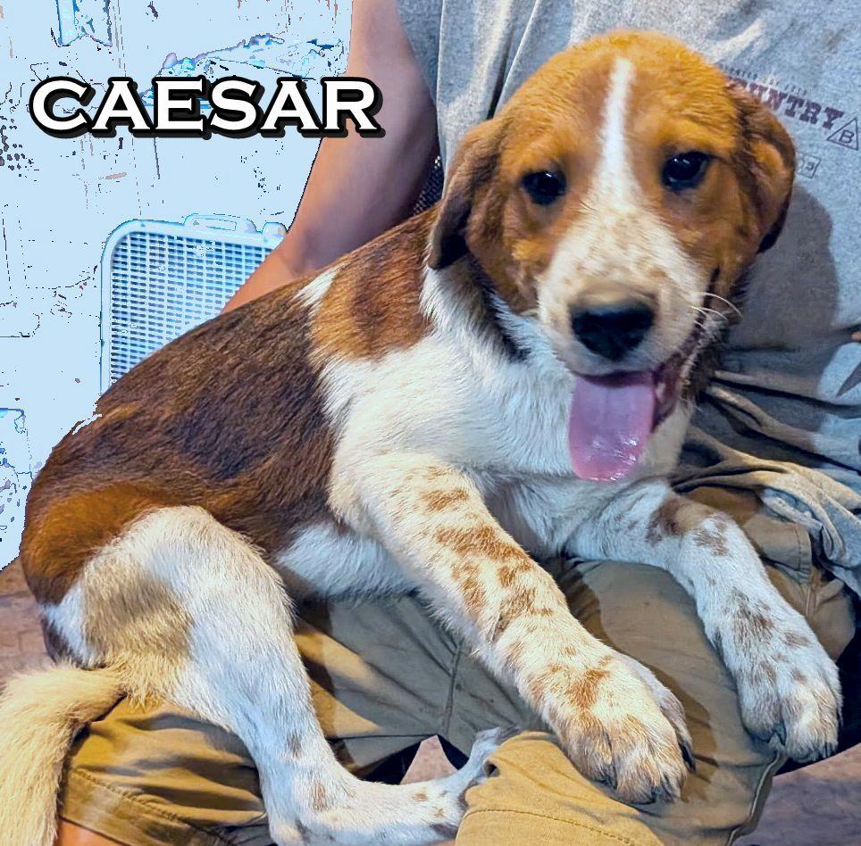 CAESAR, a Adoptable mixed breed in Melbourne, AR image 2/2
