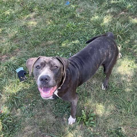 Bella, a Adoptable mixed breed in Mebane, NC image 2/4